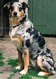 unsere Freundin Smokie