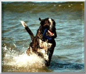 und zu Herrchen bringen