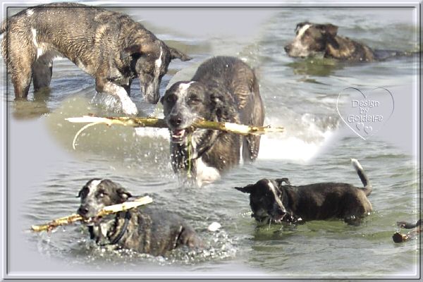 herrlich im Meer rumzutollen