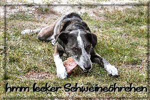 wie lecker, ein Schweine&ouml;hrchen ;-)